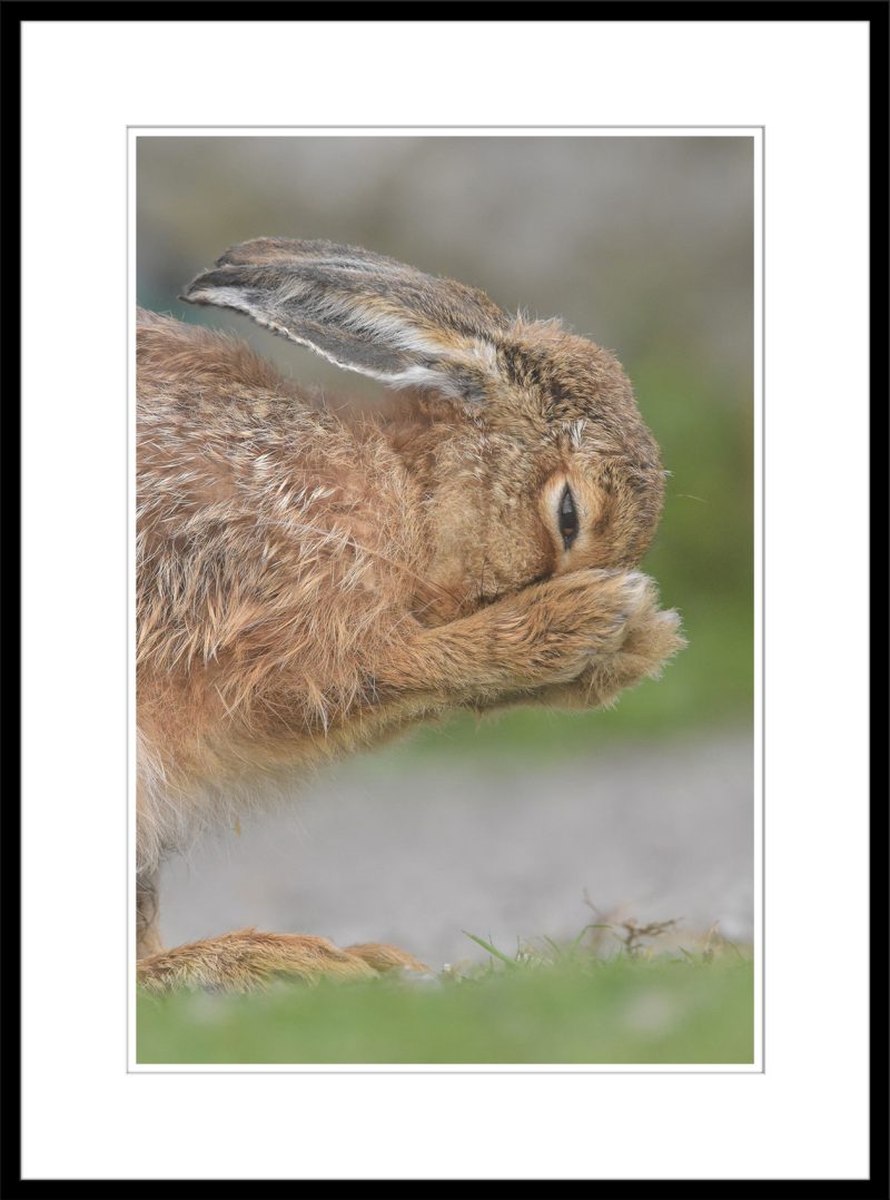 Lollopy Hare - B68