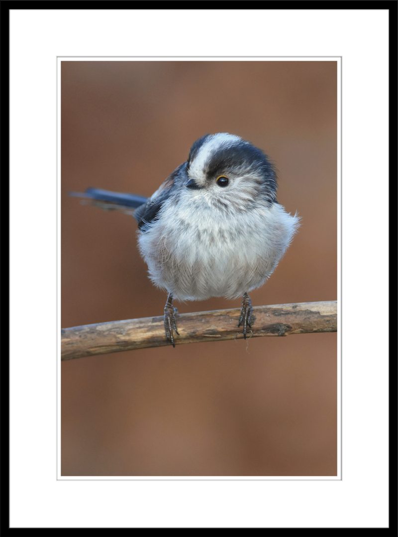 Long-tailed Tit - C66