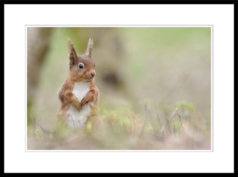 Red Squirrel - B75