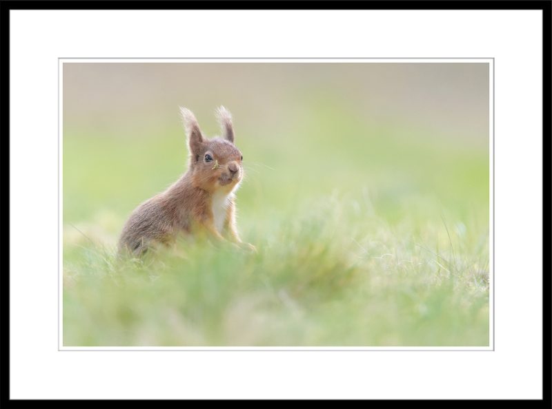 Red Squirrel - B78