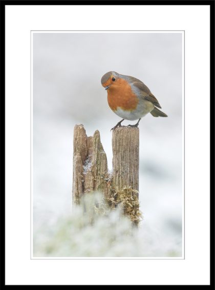 Robin - C61