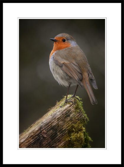 Robin - C69